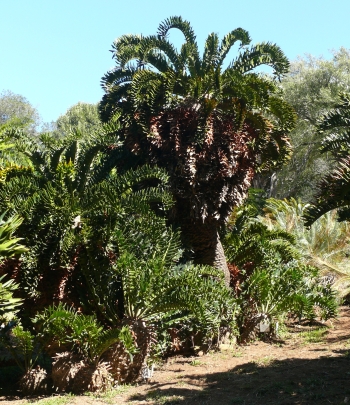 Encephalartos latifrons, one of the original plants collected by Pearson, planted in Kirstenbosch in 1914.