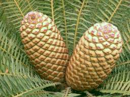 Encephalartos lebomboensis — SANBI reference photograph