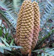 Male cones