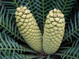 Encephalartos lebomboensis — SANBI reference photograph