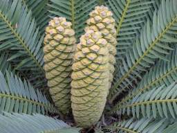 Encephalartos lebomboensis — SANBI reference photograph