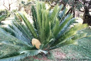 Encephalartos lebomboensis — SANBI reference photograph