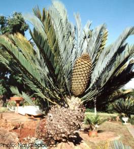 Encephalartos lehmannii — SANBI reference photograph