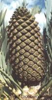 Encephalartos lehmannii — SANBI reference photograph