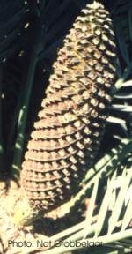 Encephalartos lehmannii — SANBI reference photograph