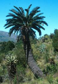 Encephalartos longifolius — SANBI reference photograph