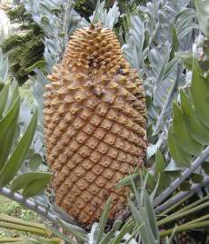 Encephalartos longifolius — SANBI reference photograph