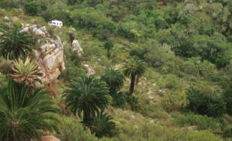 Encephalartos longifolius — SANBI reference photograph