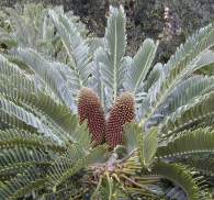 Encephalartos longifolius — SANBI reference photograph