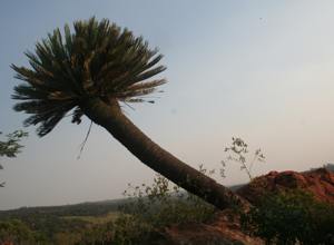 Encephalartos middelburgensis — SANBI reference photograph