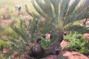 Younger plants