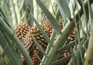 Encephalartos middelburgensis — SANBI reference photograph