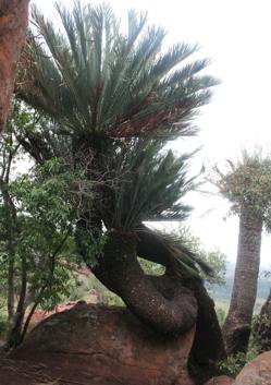 Encephalartos middelburgensis — SANBI reference photograph