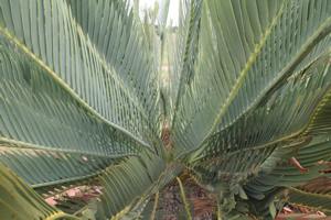 Encephalartos middelburgensis — SANBI reference photograph