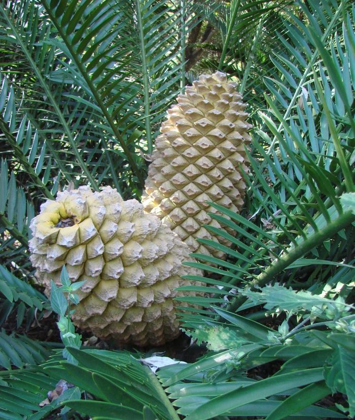 Encephalartos msinganus — SANBI reference photograph