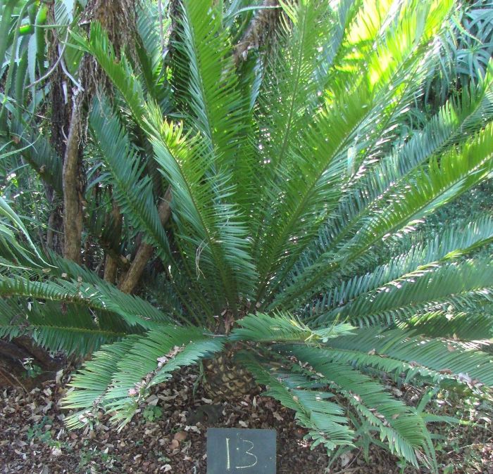Encephalartos msinganus — SANBI reference photograph