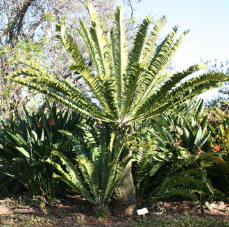 Encephalartos natalensis — SANBI reference photograph