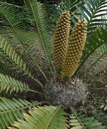 Encephalartos natalensis — SANBI reference photograph