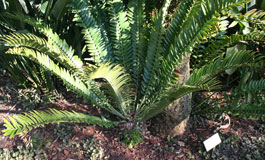 Encephalartos natalensis — SANBI reference photograph
