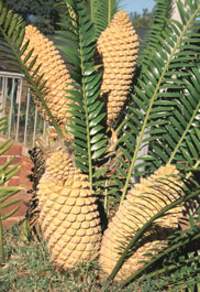 Encephalartos natalensis — SANBI reference photograph
