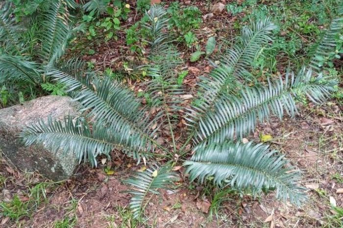 Encephalartos ngoyanus — SANBI reference photograph