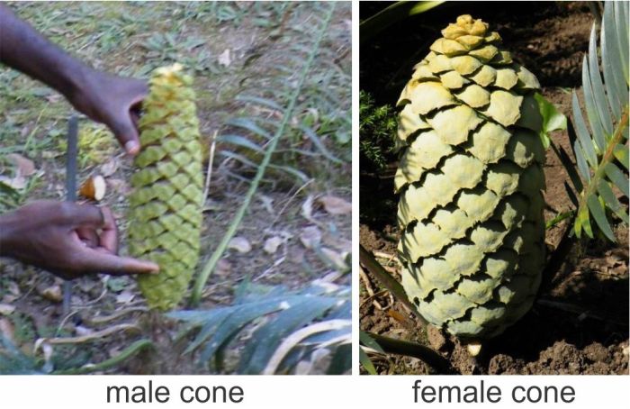 Encephalartos ngoyanus — SANBI reference photograph