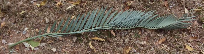 Encephalartos nubimontanus — SANBI reference photograph