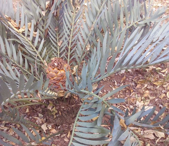 Encephalartos nubimontanus — SANBI reference photograph