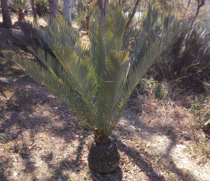Encephalartos nubimontanus — SANBI reference photograph