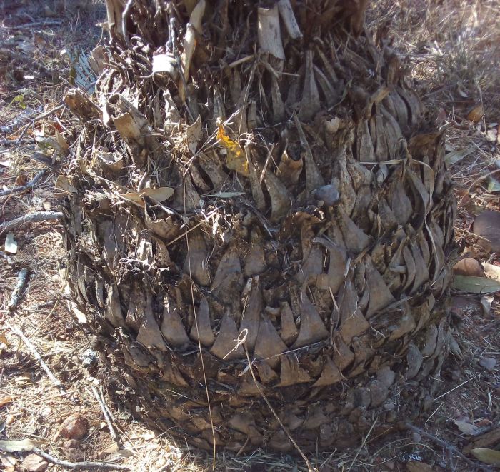 Encephalartos nubimontanus — SANBI reference photograph