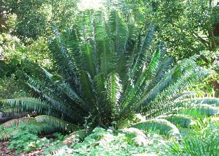Encephalartos paucidentatus — SANBI reference photograph