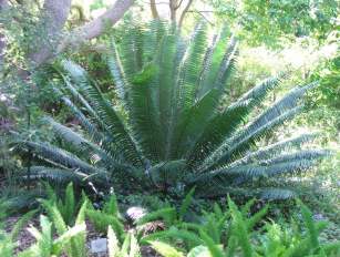 Encephalartos paucidentatus — SANBI reference photograph