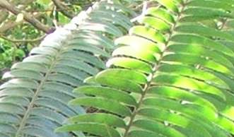Encephalartos paucidentatus — SANBI reference photograph