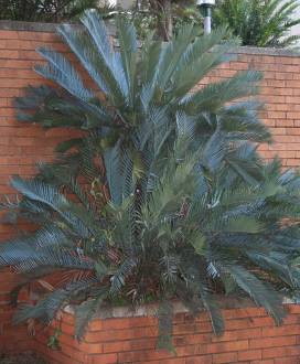 Encephalartos princeps — SANBI reference photograph