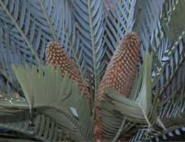 Encephalartos princeps — SANBI reference photograph