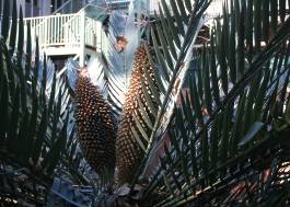 Encephalartos princeps — SANBI reference photograph