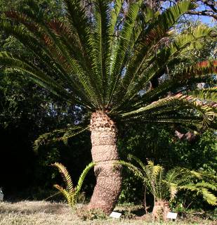 Encephalartos senticosus — SANBI reference photograph