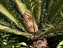 Encephalartos senticosus — SANBI reference photograph