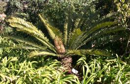 Encephalartos senticosus — SANBI reference photograph