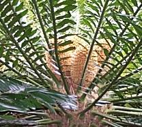 Encephalartos transvenosus — SANBI reference photograph