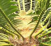 Encephalartos transvenosus — SANBI reference photograph