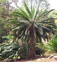 Encephalartos transvenosus — SANBI reference photograph