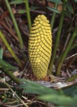 Encephalartos trispinosus — SANBI reference photograph