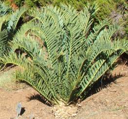 Encephalartos trispinosus — SANBI reference photograph