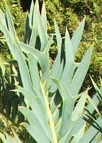 Encephalartos trispinosus — SANBI reference photograph