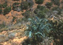 Encephalartos trispinosus — SANBI reference photograph
