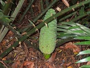 Encephalartos villosus — SANBI reference photograph