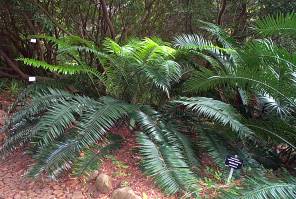 Encephalartos villosus — SANBI reference photograph