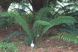 Encephalartos villosus — SANBI reference photograph