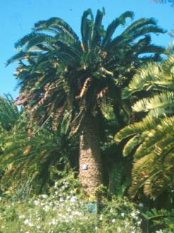 Encephalartos woodii — SANBI reference photograph